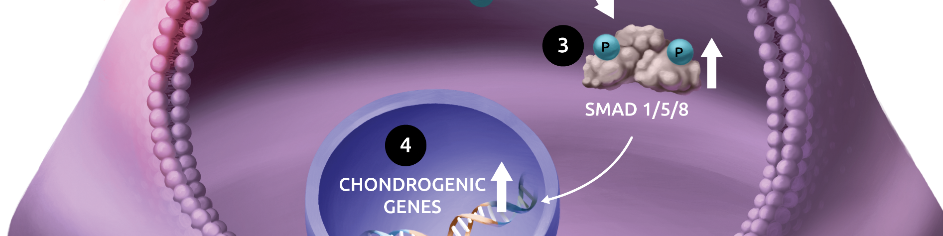 Journeys Individualized Support Services from Ipsen Navigating Together