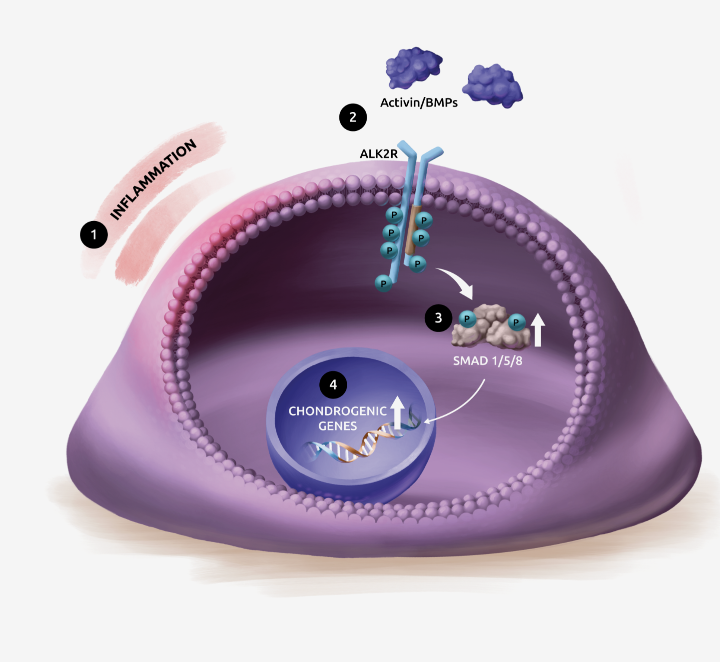 Fop Pathogenesis FOP Overview